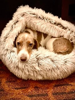 Dachshund Winter Long Plush Nest