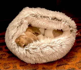 Dachshund Winter Long Plush Nest