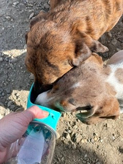 On the Go Water Bowl